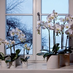 Пазл: Когда за окном зима