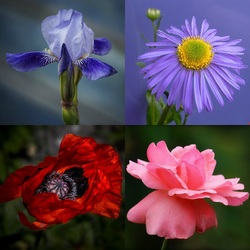 Пазл: Садовые красавцы