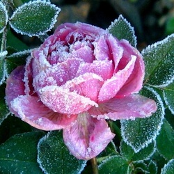 Пазл: Рано пришла зима