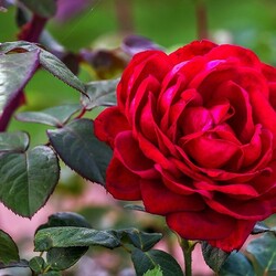 Пазл: В расцвете красоты