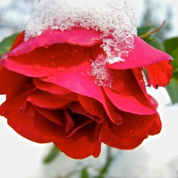 Пазл: Принакрылась снегом