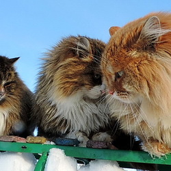 Пазл: Сибирские коты