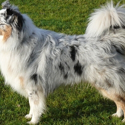 Пазл: Австралийская овчарка