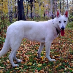Пазл: Белая швейцарская овчарка