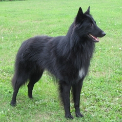 Пазл: Бельгийская овчарка грюнендаль