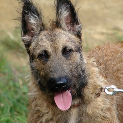 Пазл: Бельгийская овчарка лакенуа