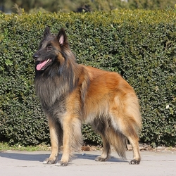 Пазл: Бельгийская овчарка тервюрен