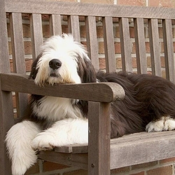 Пазл: Бородатый колли