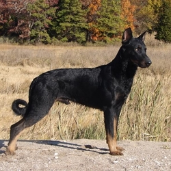 Пазл: Босерон