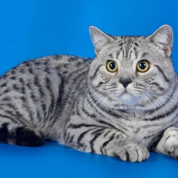 Пазл: Британская короткошёрстная кошка