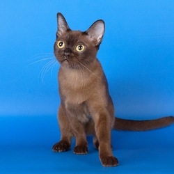 Пазл: Бурманская кошка