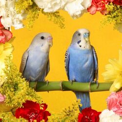 Пазл: Волнистые попугаи