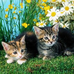 Пазл: Котята