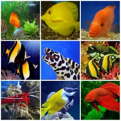 Пазл: Краски подводного мира