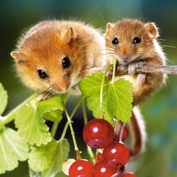 Пазл: Орешниковые Сони