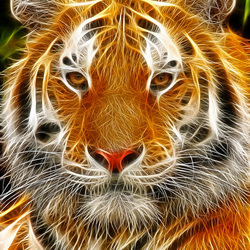 Пазл: Тигр