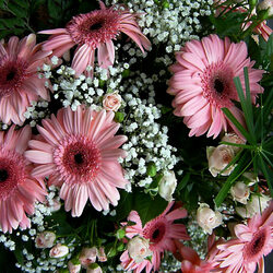 Пазл: Герберы