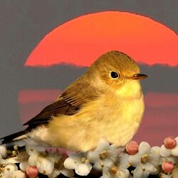 Пазл: Забавные пернатые