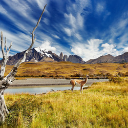 Пазл: Национальный парк Torres del Paine, Чили