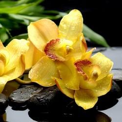 Пазл: Намокшие орхидеи