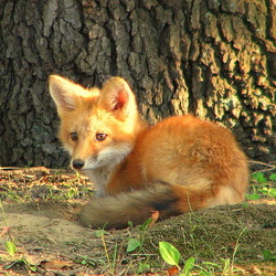 Пазл: Рыжуля