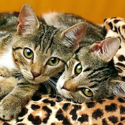 Пазл: The Eyes of the Cats/Глаза кошек