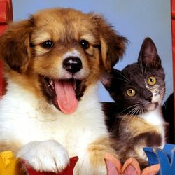 Пазл: Друзья на качелях 