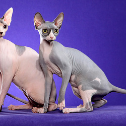 Пазл: Грация