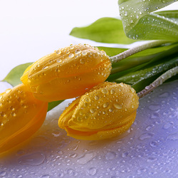 Пазл: Тюльпаны