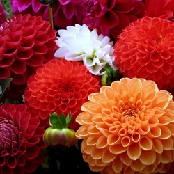 Пазл:  Георгины