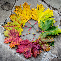 Пазл: Листья