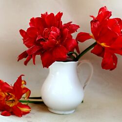 Пазл: Махровые тюльпаны