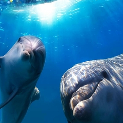 Пазл: Дельфины