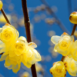 Пазл: Весна