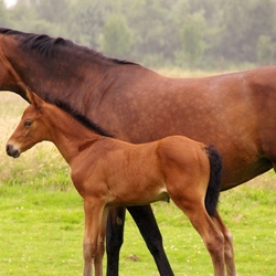 Пазл: Рядом с мамой