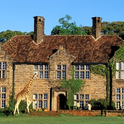 Пазл: Любопытный жираф