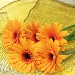 Пазл: Герберы