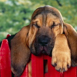 Пазл: Я охраняю...