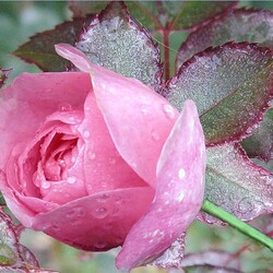 Пазл: Красавица