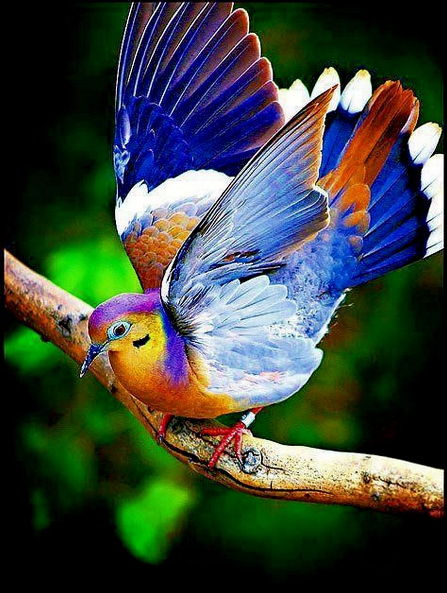 Birds theme. Красивые птицы. Разноцветные птицы. Яркие птицы. Экзотические птицы.