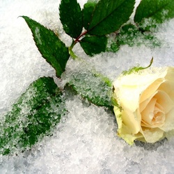 Пазл: А сердце плачет и грустит