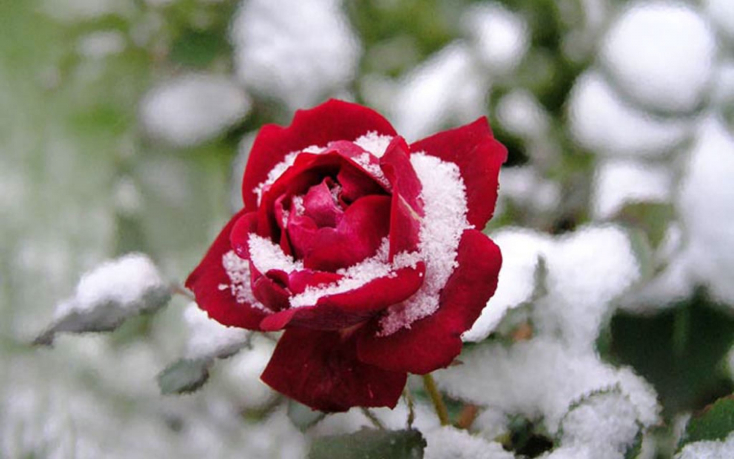 розы в снегу картинки красивые