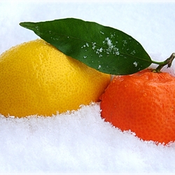 Пазл: В снегу