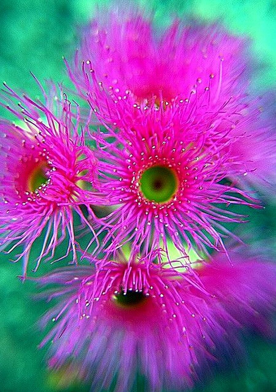 Удивительные красивые растения. Экзотические растения. Необычные цветы. Красивые экзотические цветы. Редкие экзотические цветы.
