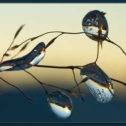 Пазл: Замерзший дождь