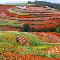 Пазл: Лоскутное поле