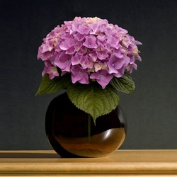 Пазл: Ваза с гортензией