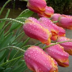 Пазл: В каплях дождя