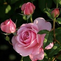 Пазл: Розовые розы