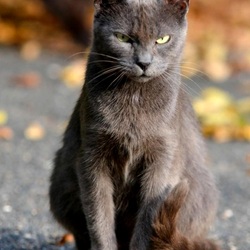 Пазл: Подозревающий подвох